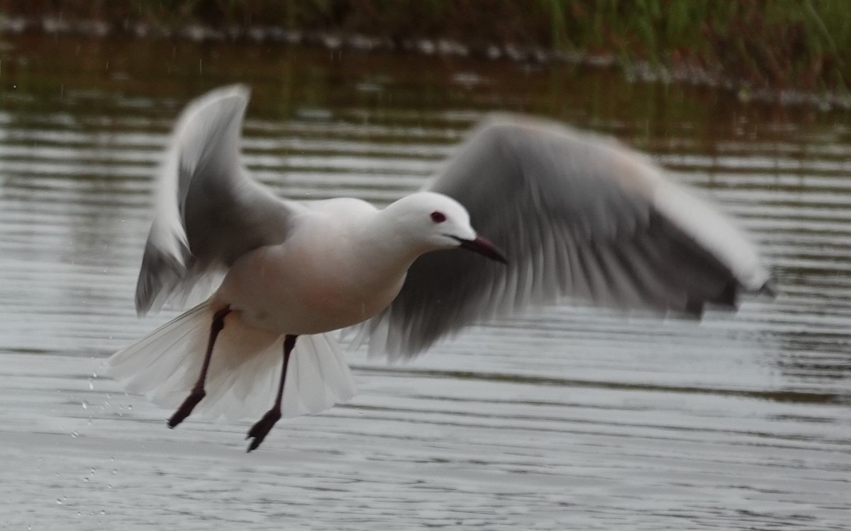 Slender-billed Gull - Chris Johnson