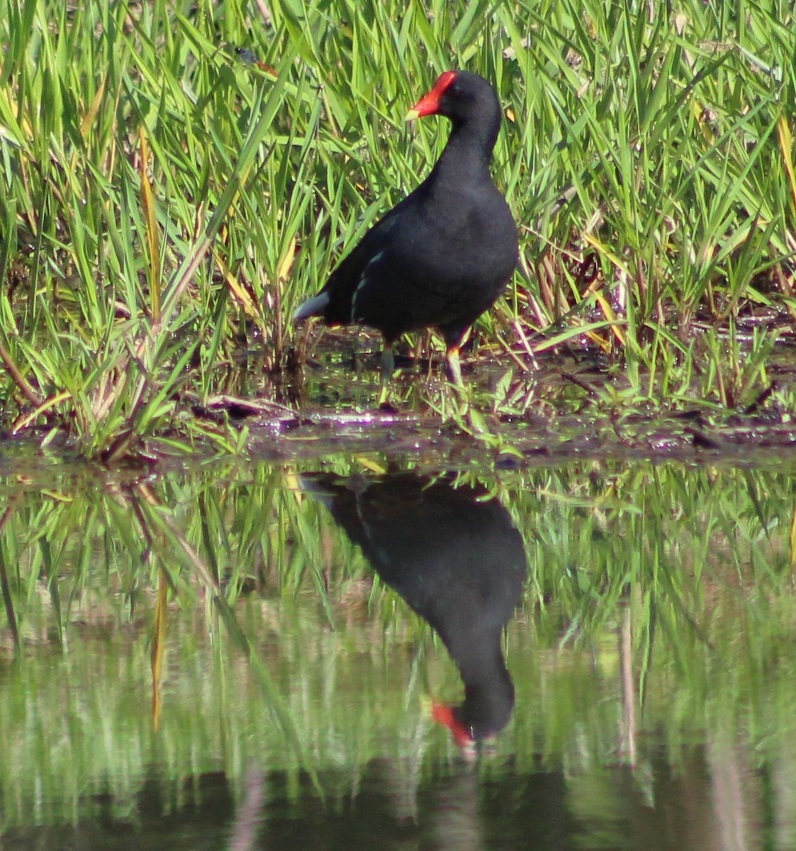 Common Gallinule - ML618772210