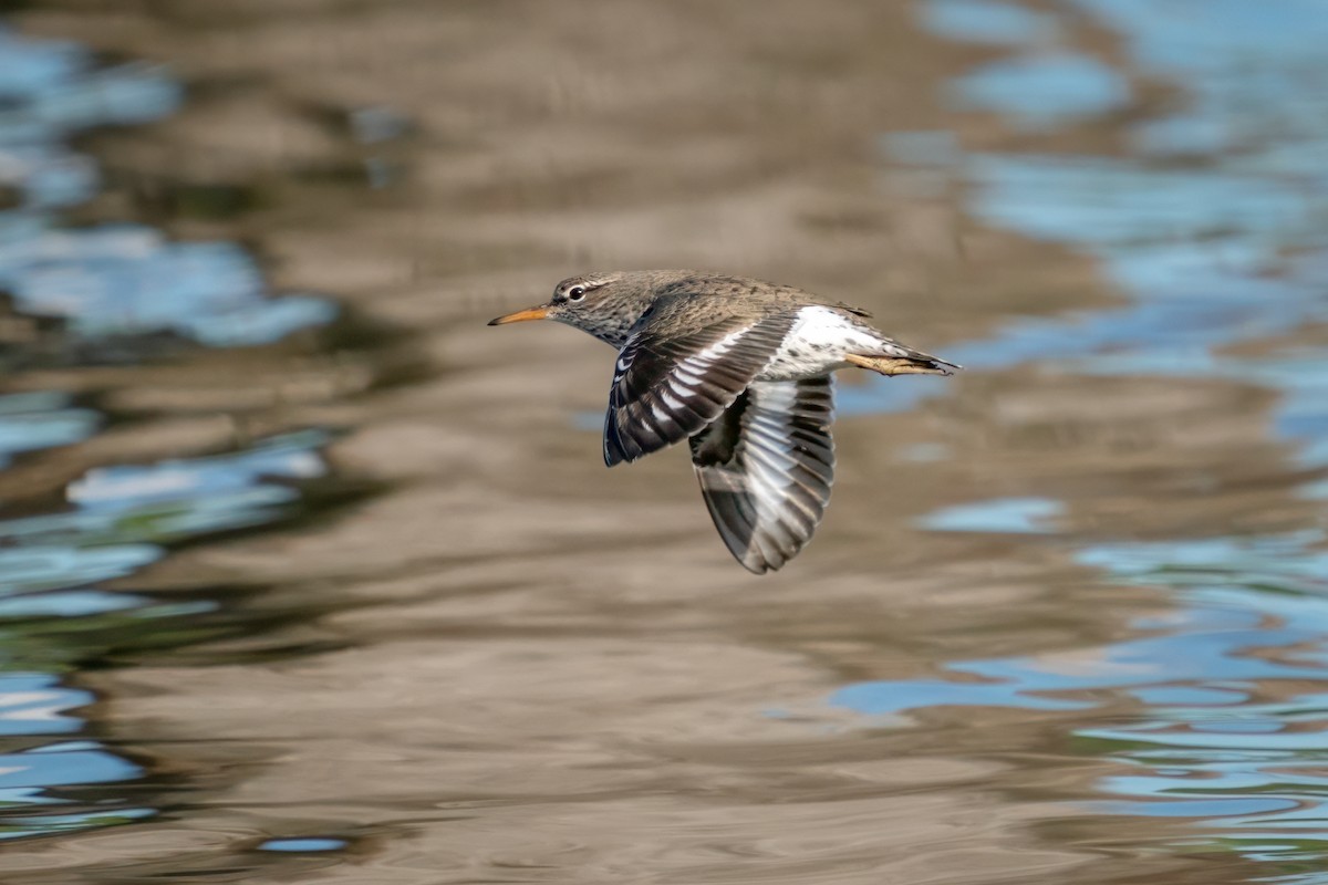 Spotted Sandpiper - Rick Wilhoit