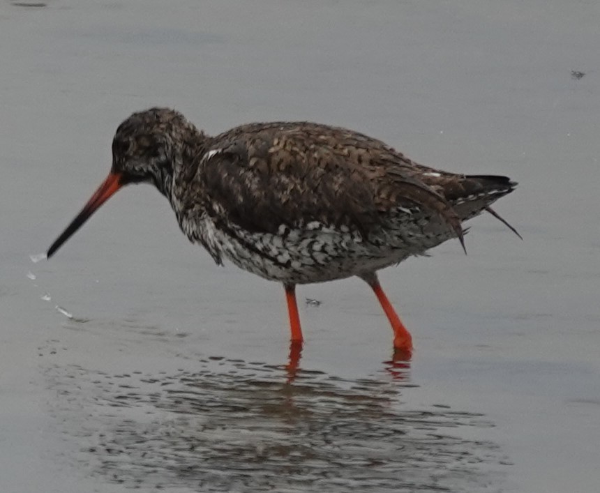 Common Redshank - ML618772213