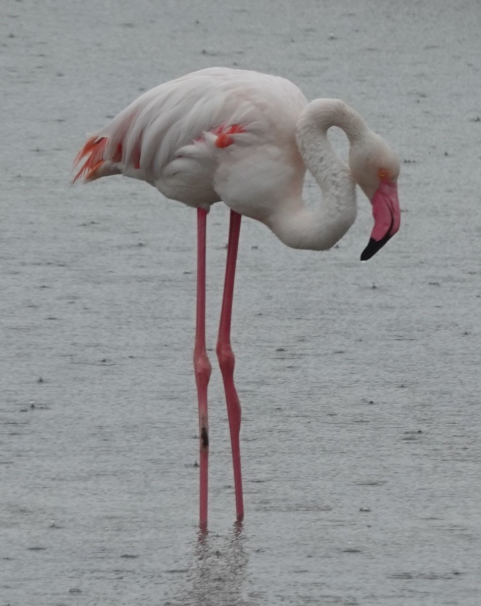 Flamingo - ML618772221