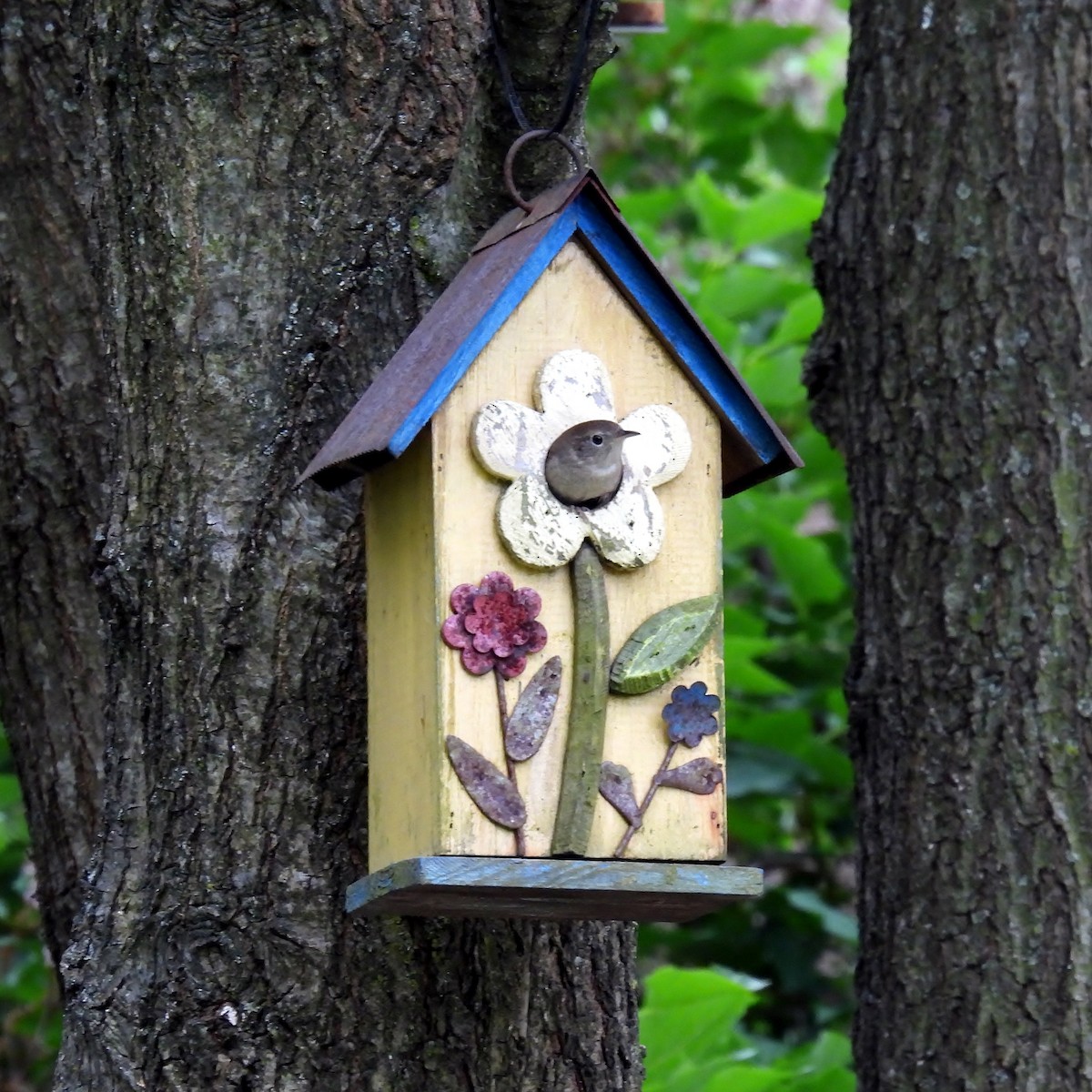 Northern House Wren - ML618772223