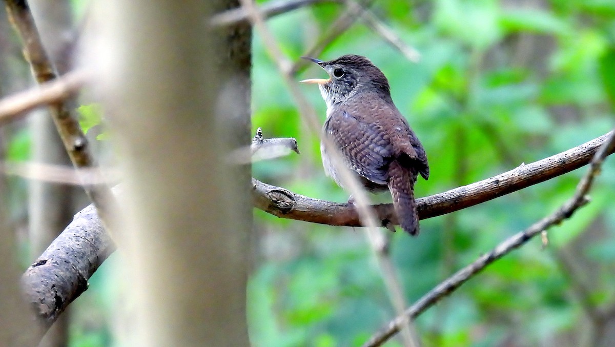 Northern House Wren - ML618772224