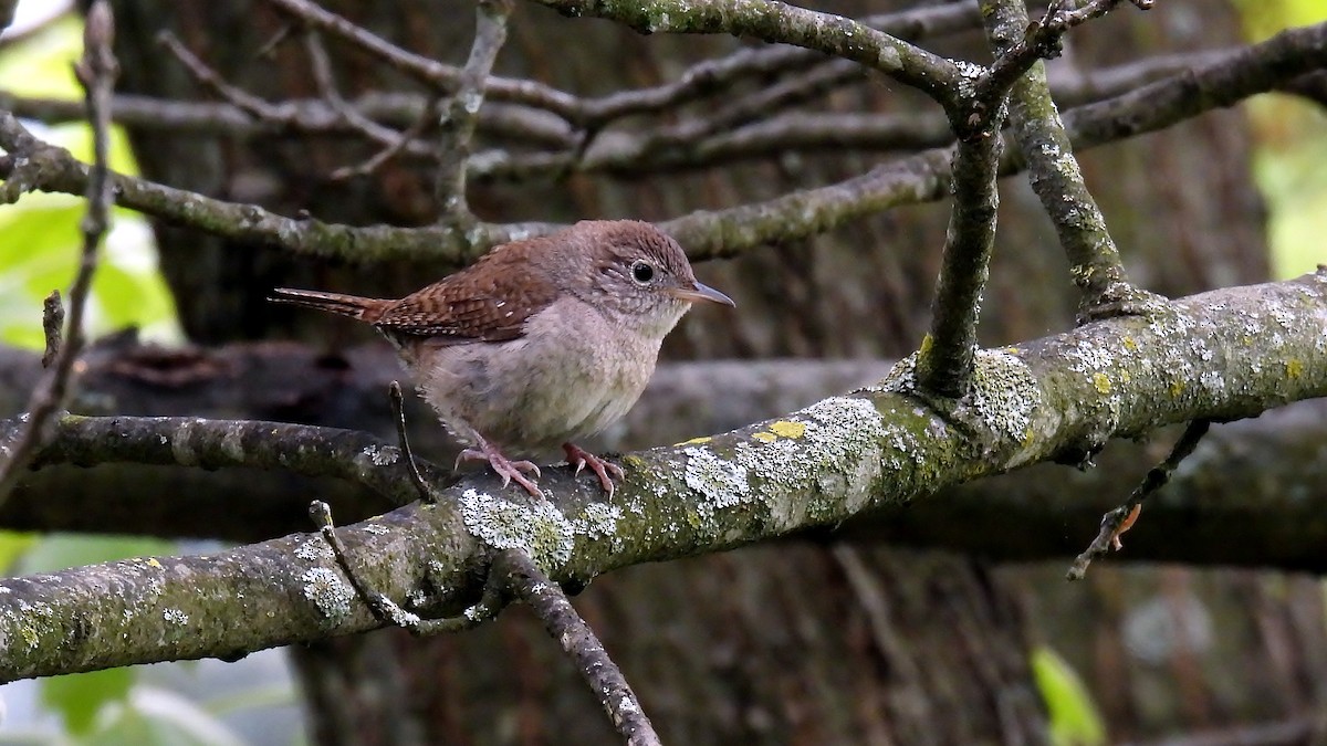 Northern House Wren - ML618772225