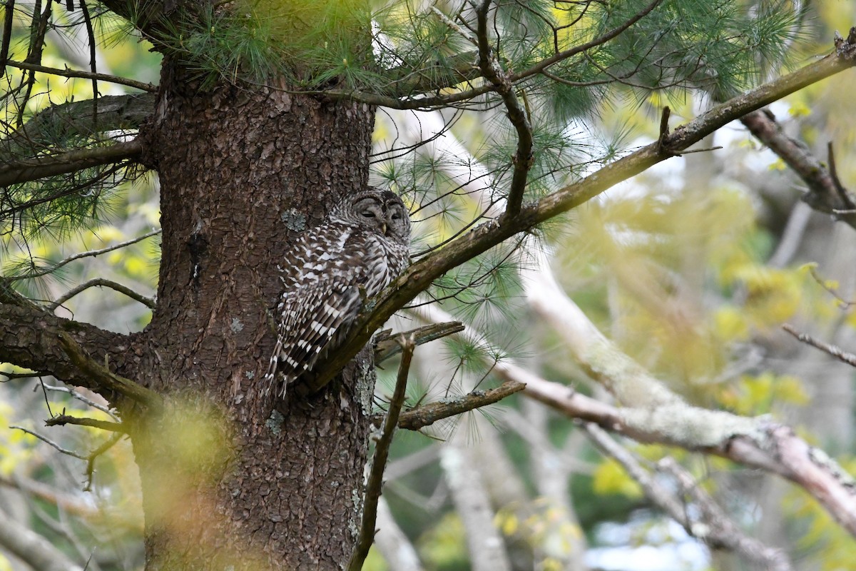 Barred Owl - ML618772227