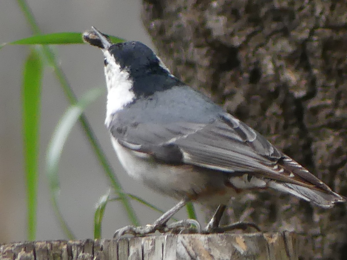 White-breasted Nuthatch - ML618772241