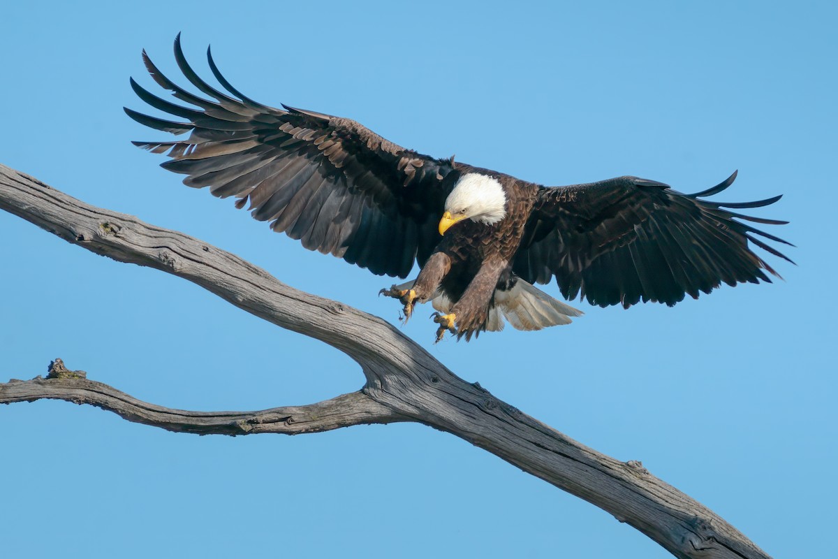 Bald Eagle - Rick Wilhoit