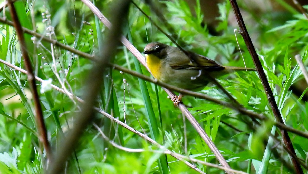 Common Yellowthroat - Douglas Cioffi