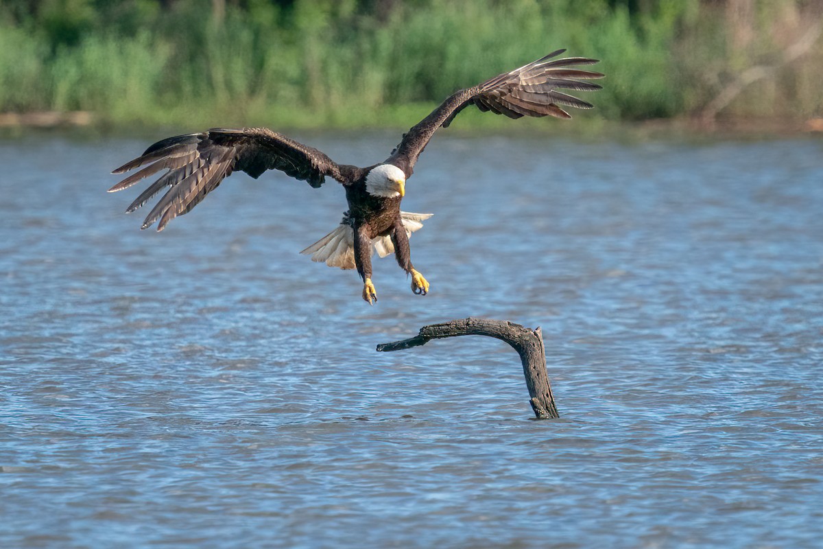 Bald Eagle - Rick Wilhoit