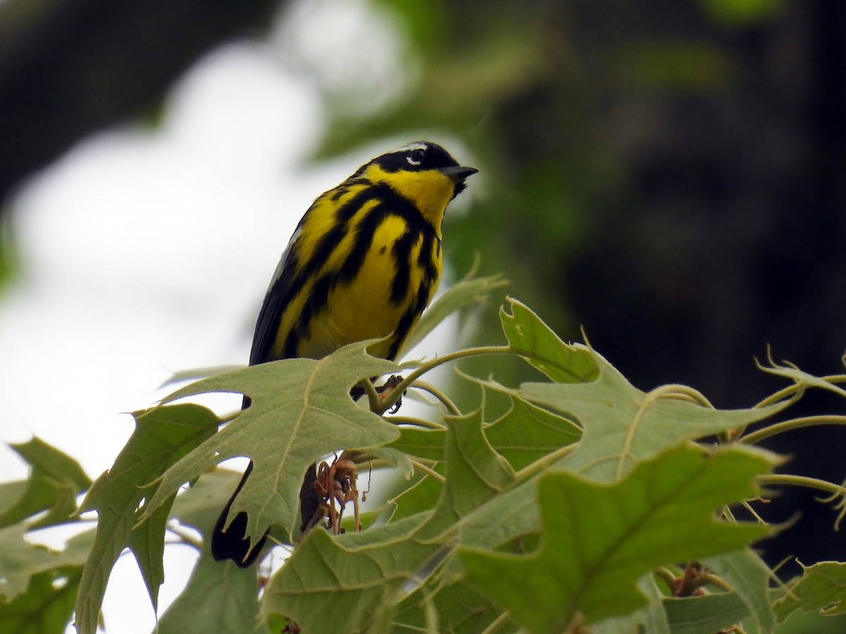 Magnolia Warbler - Douglas Cioffi