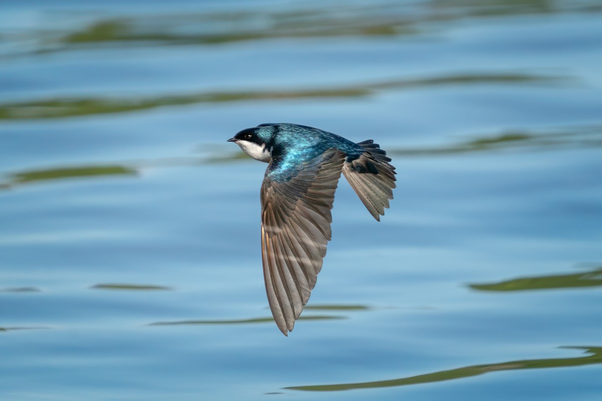 Tree Swallow - Rick Wilhoit