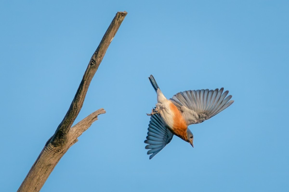 Eastern Bluebird - Rick Wilhoit