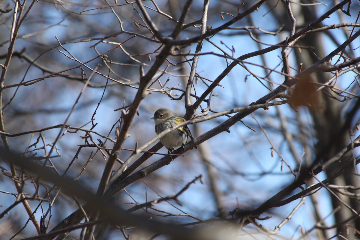 Yellow-rumped Warbler - ML618772322