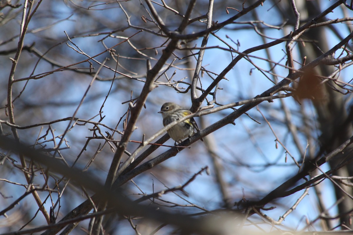 Yellow-rumped Warbler - ML618772323