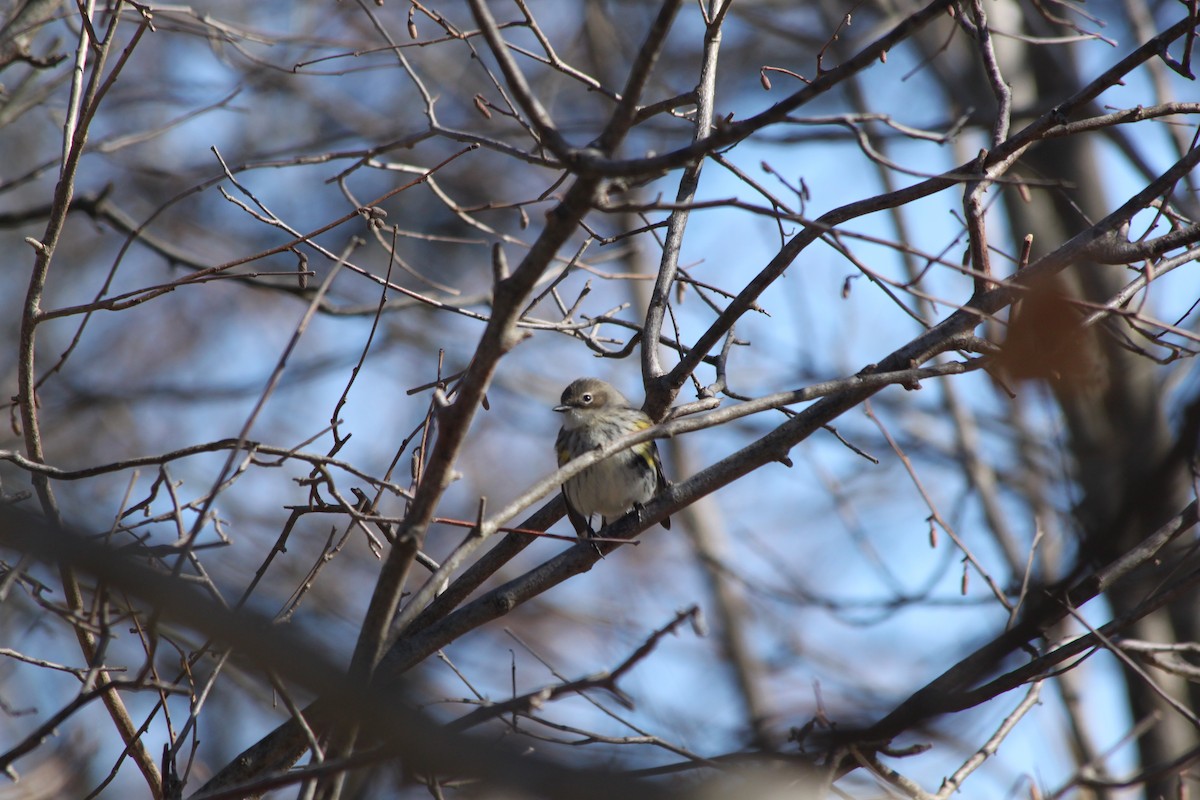 Yellow-rumped Warbler - ML618772324