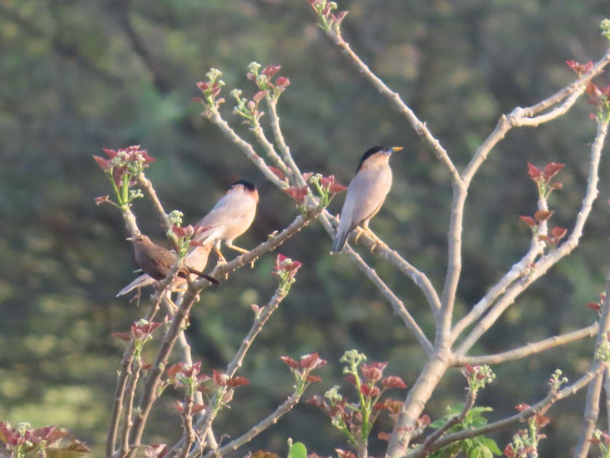 Brahminy Starling - ML618772327