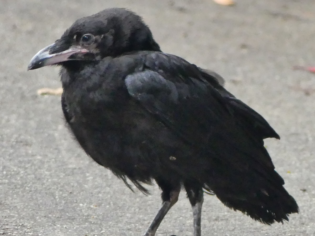 Common Raven - ML618772329