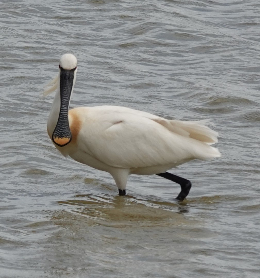 Eurasian Spoonbill - ML618772335