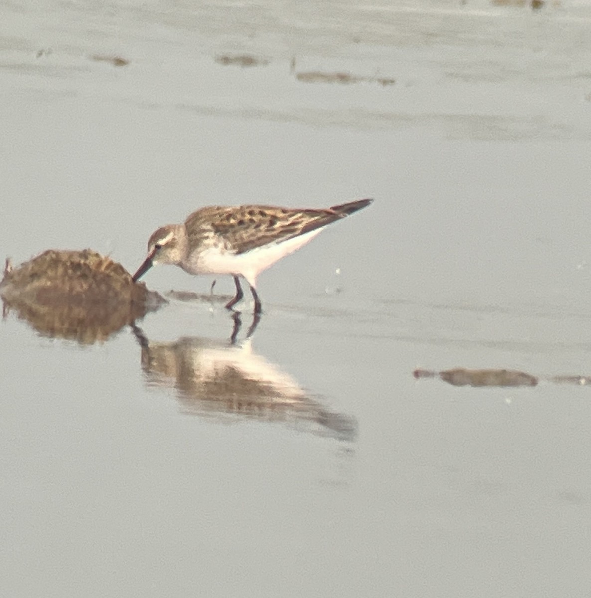 White-rumped Sandpiper - ML618772342