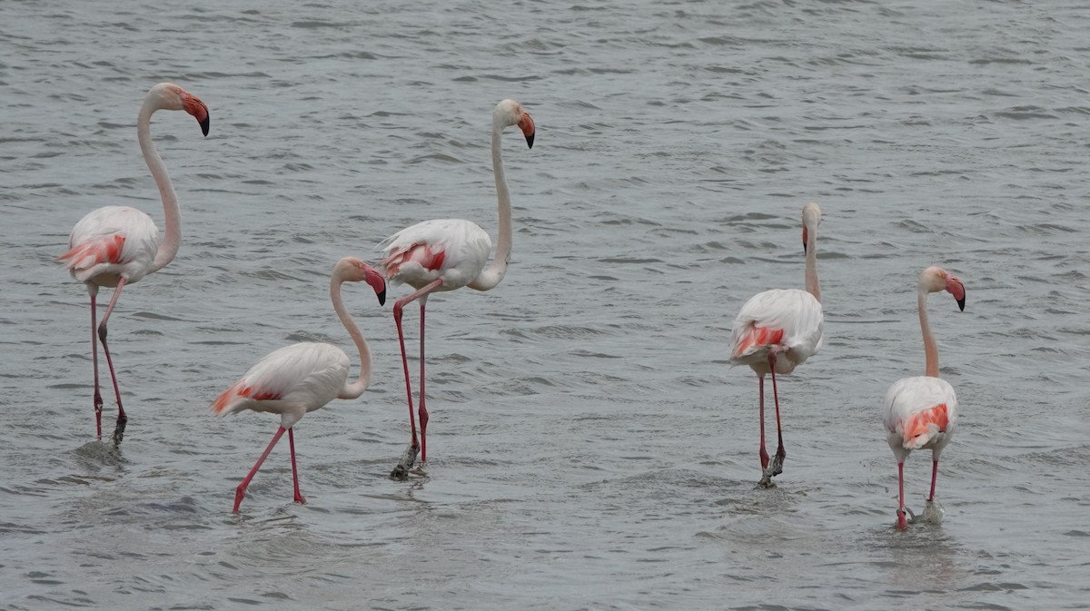 Greater Flamingo - ML618772347