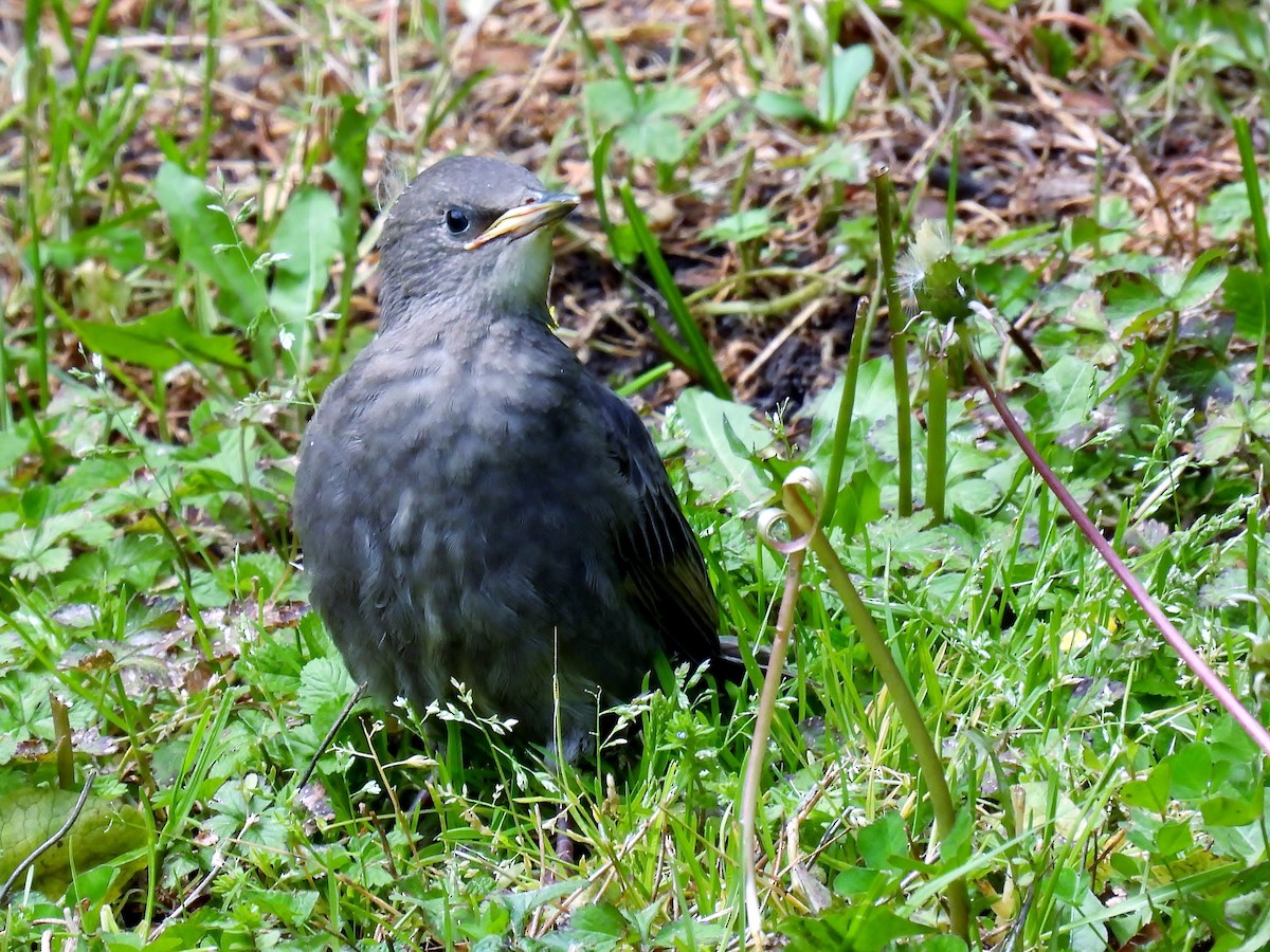 European Starling - Douglas Cioffi