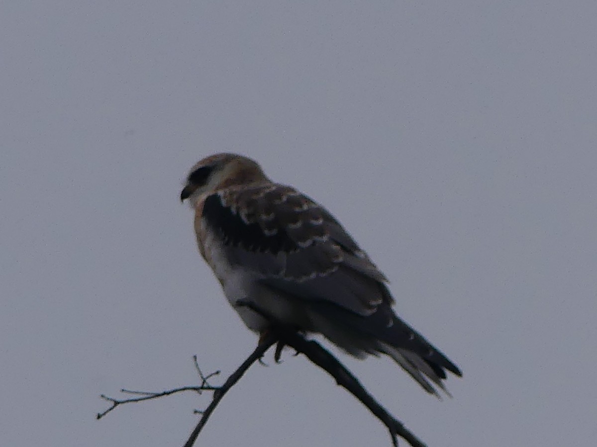 White-tailed Kite - David Telles