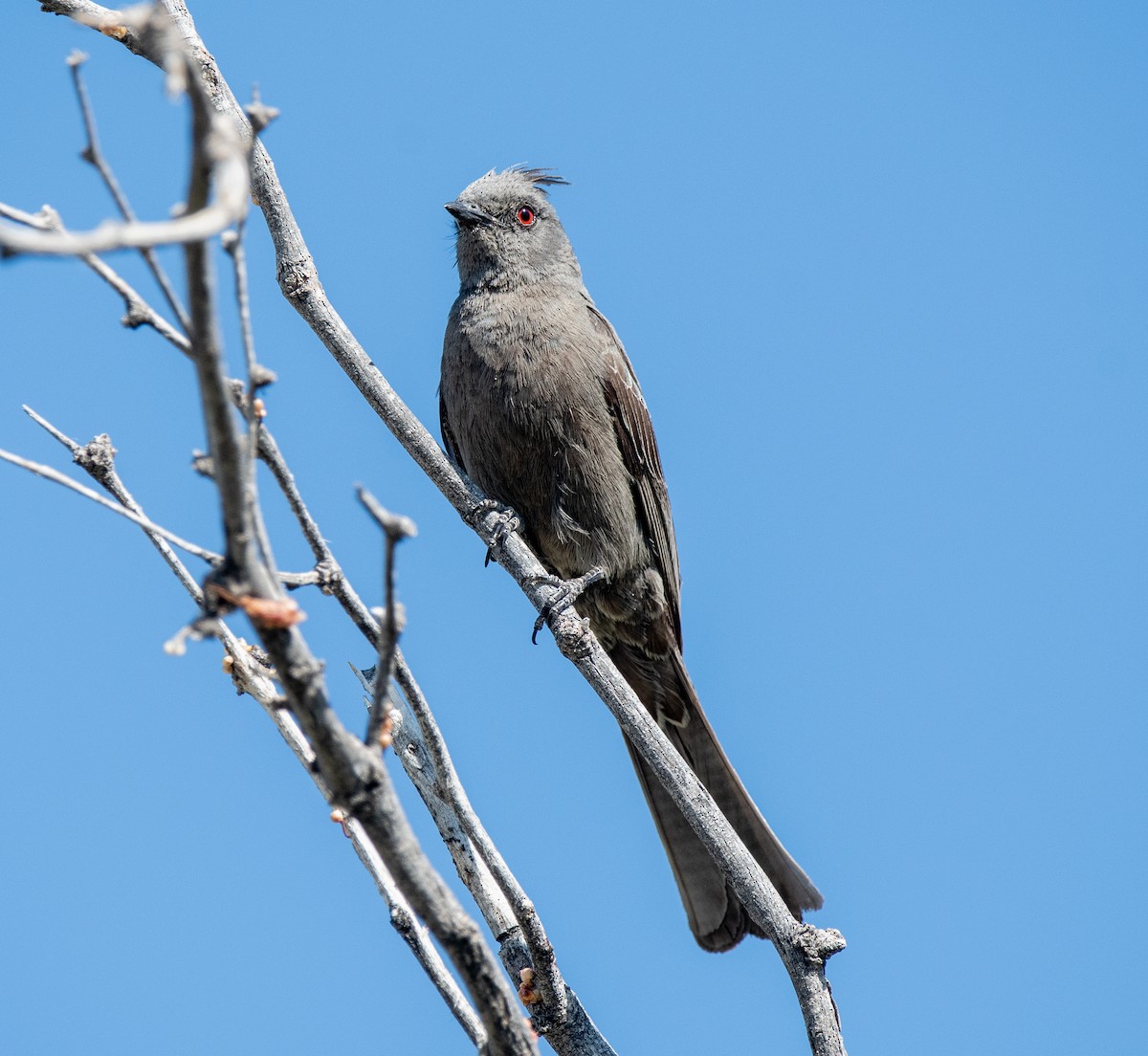 Phainopepla - Debra Miyamoto