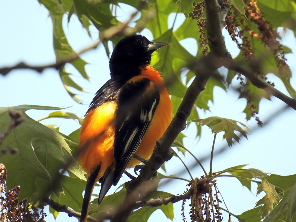 Baltimore Oriole - ML618772375