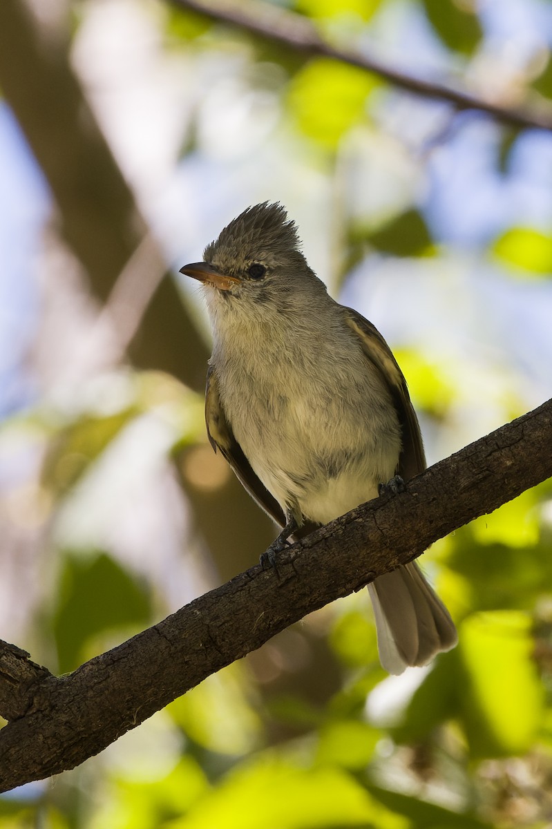 Northern Beardless-Tyrannulet - Kyle Shay