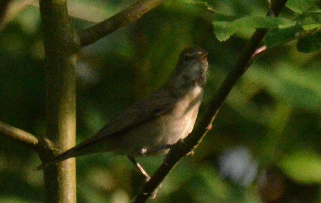 Garden Warbler - Lieven Simons