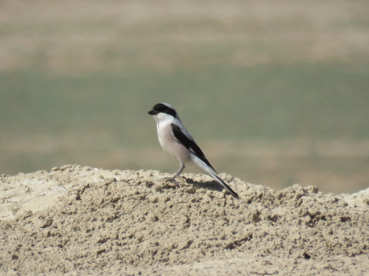 Lesser Gray Shrike - Houman Doroudi