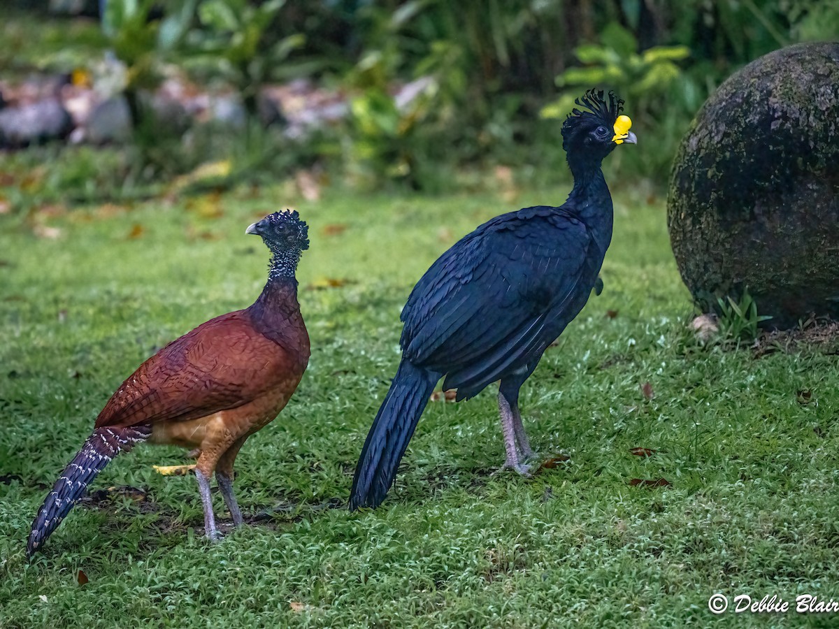 Great Curassow - ML618772452