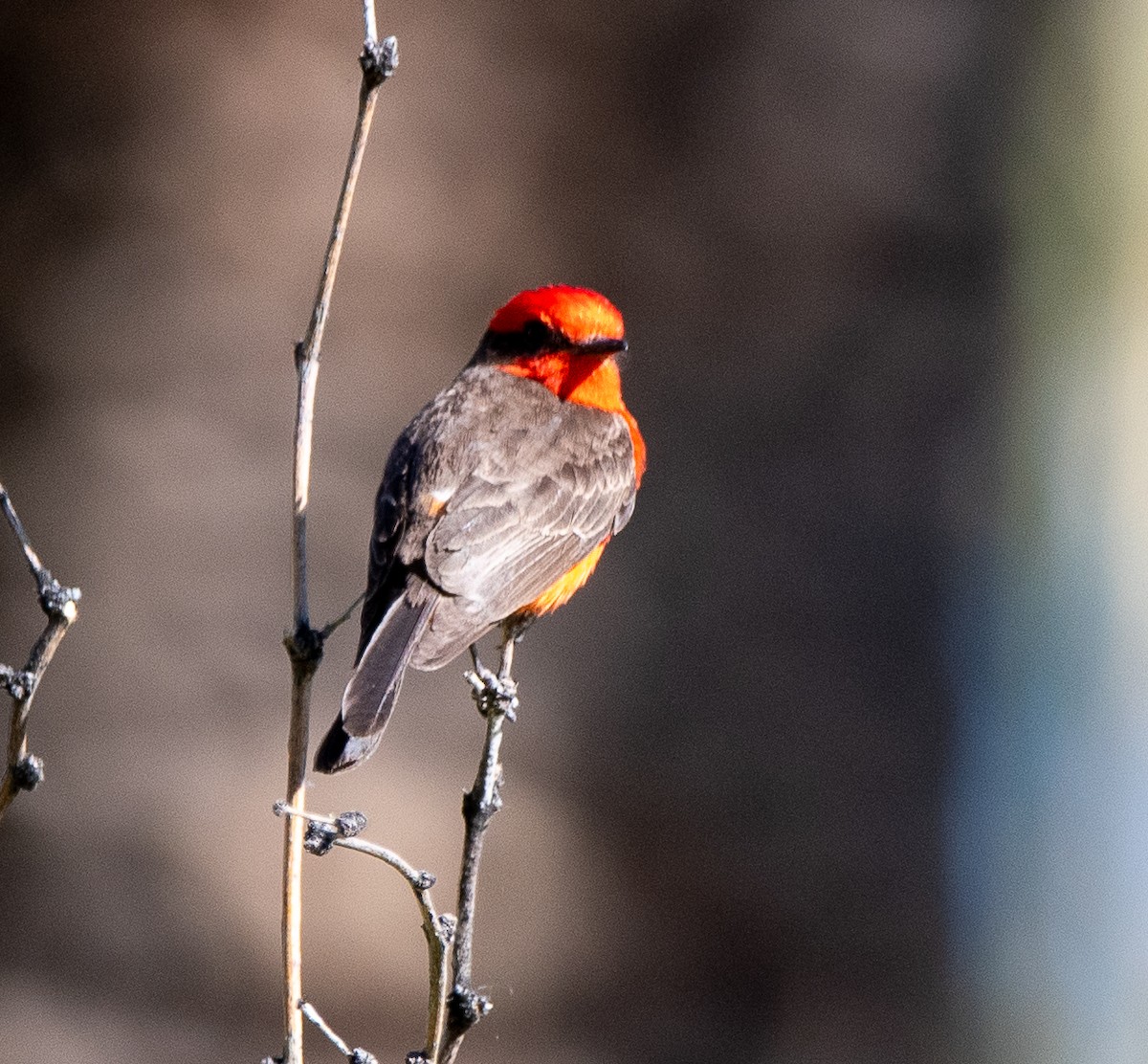 Vermilion Flycatcher - Debra Miyamoto