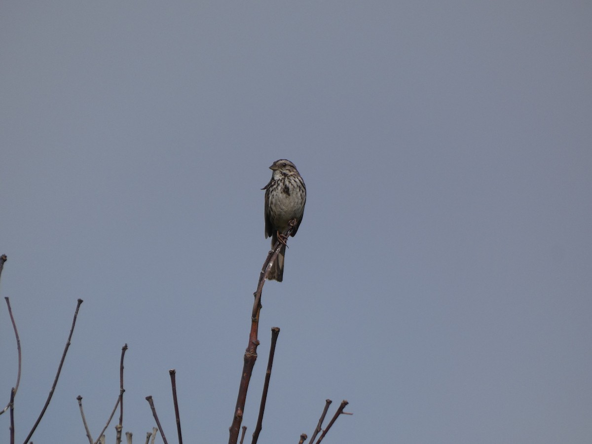 Song Sparrow - ML618772489