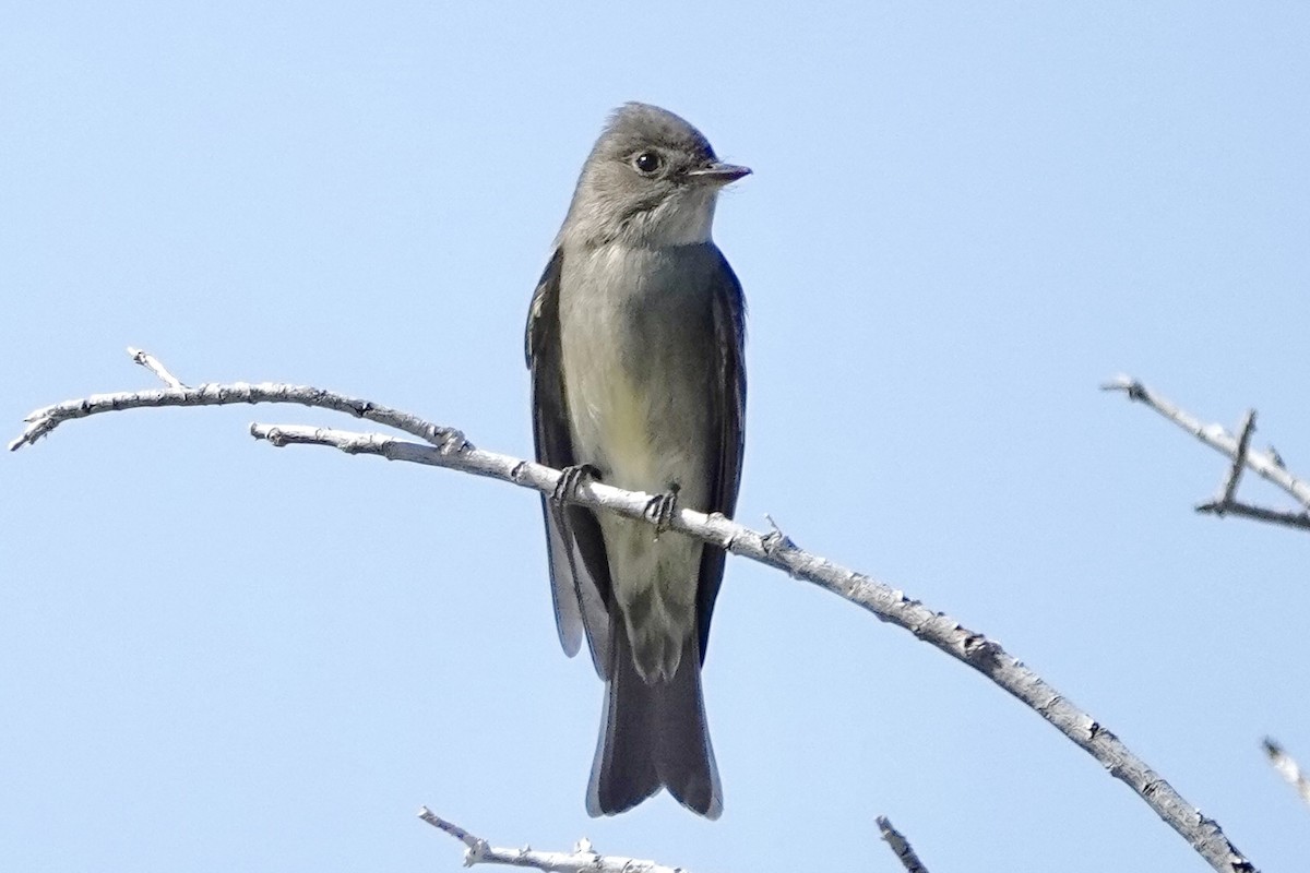 Western Wood-Pewee - ML618772509