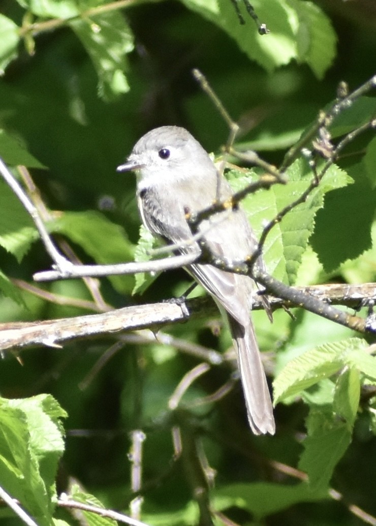 Dusky Flycatcher - ML618772517