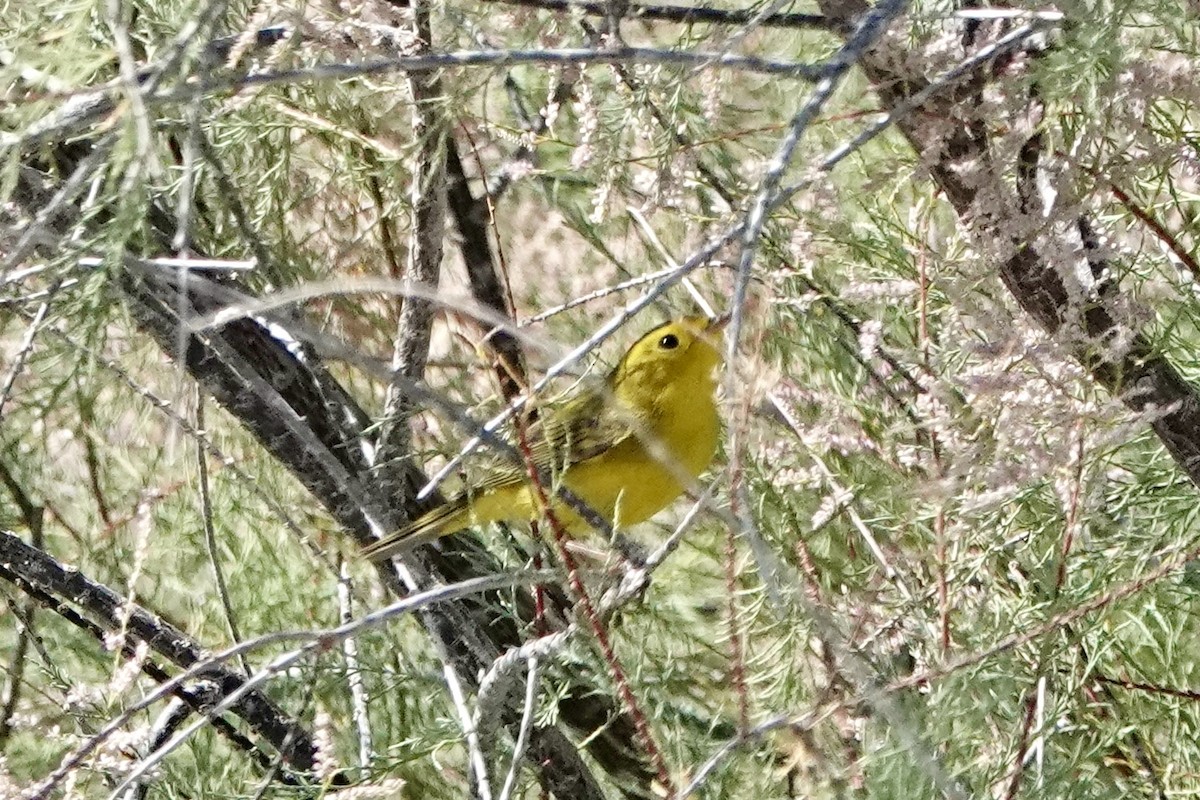 Wilson's Warbler - ML618772520