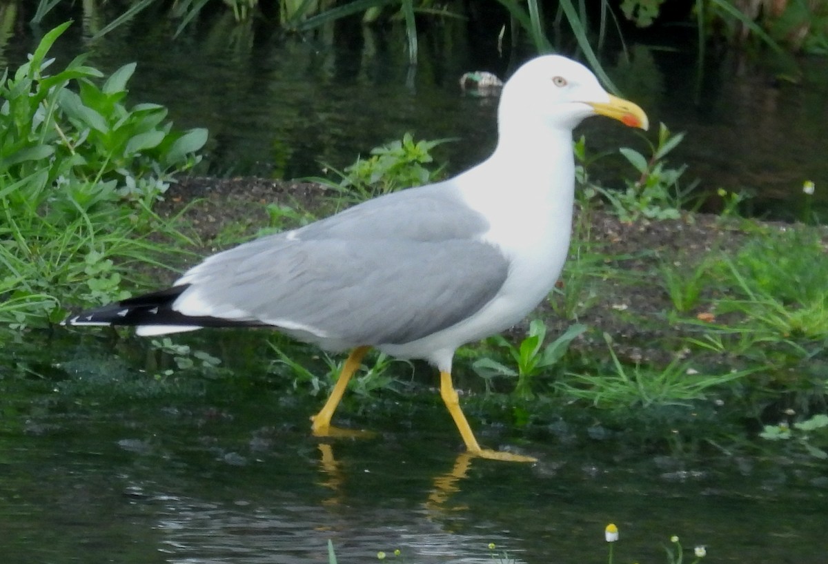 Yellow-legged Gull - Jeffrey Blalock