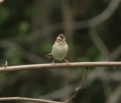 Clay-colored Sparrow - Robert Raffel