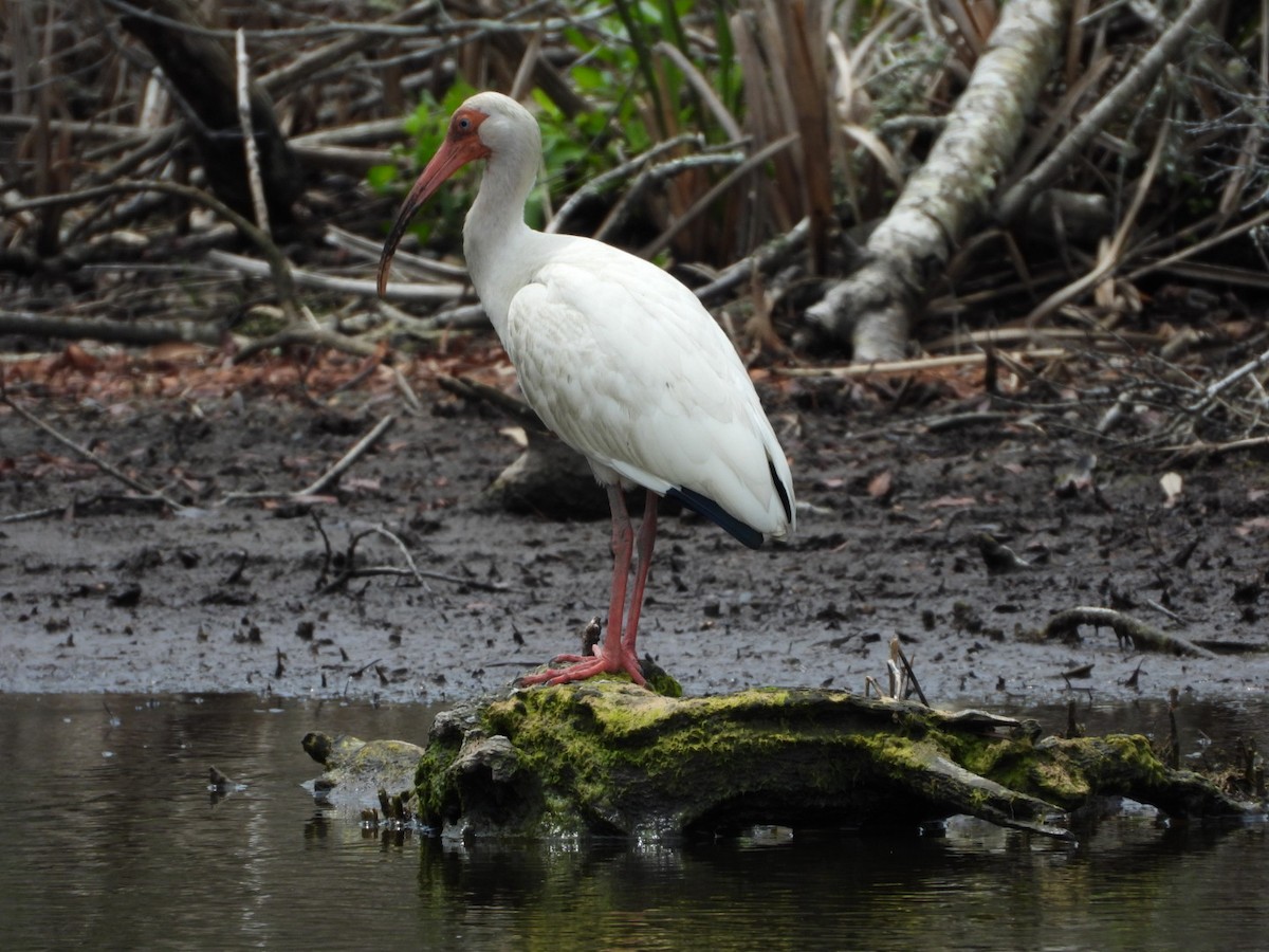 White Ibis - James Allen