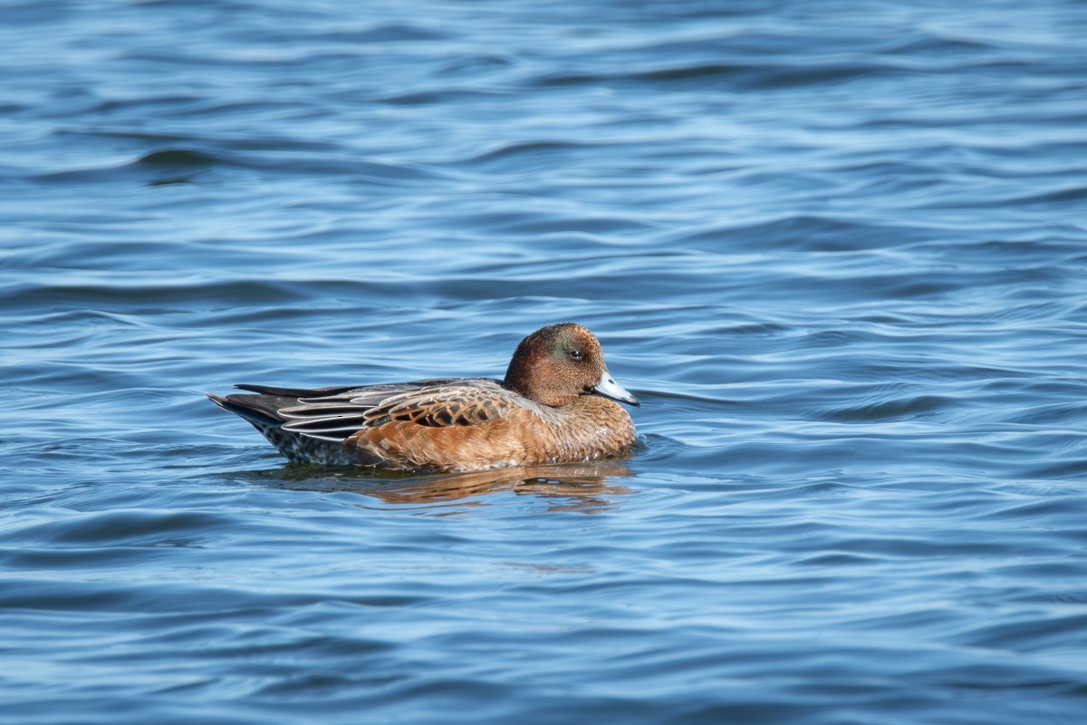 Eurasian Wigeon - Guido Van den Troost