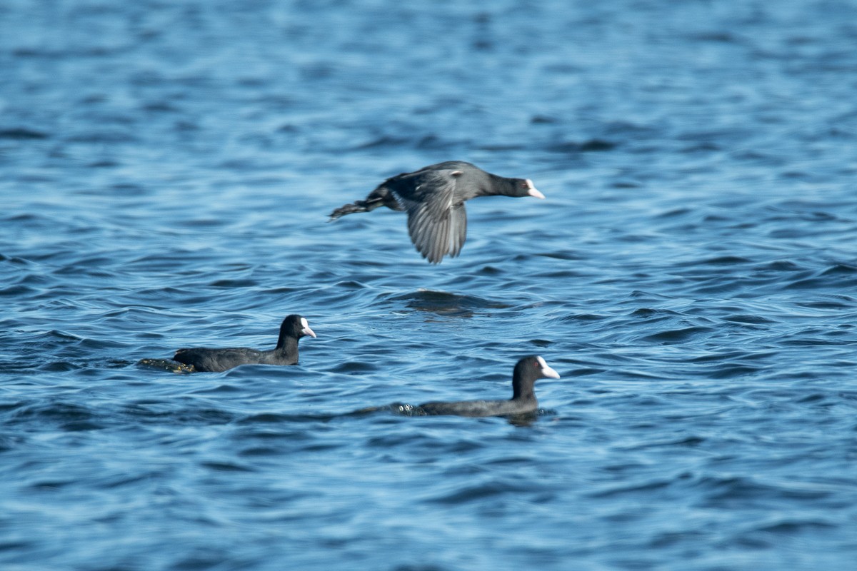 Eurasian Coot - Guido Van den Troost