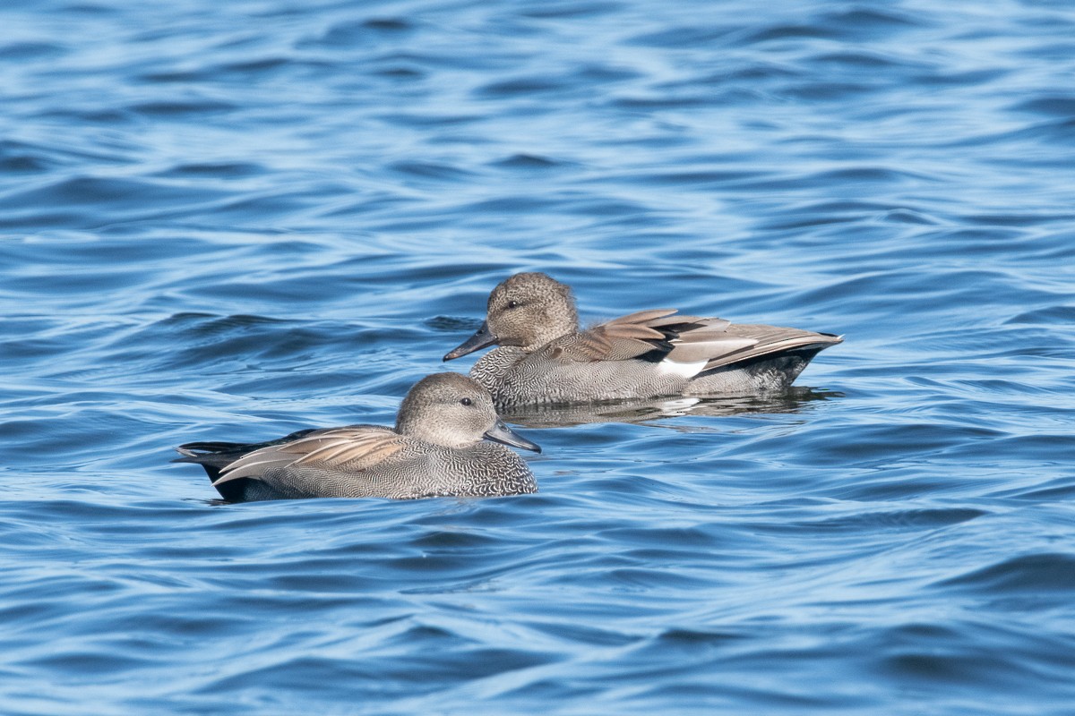 Gadwall - Guido Van den Troost