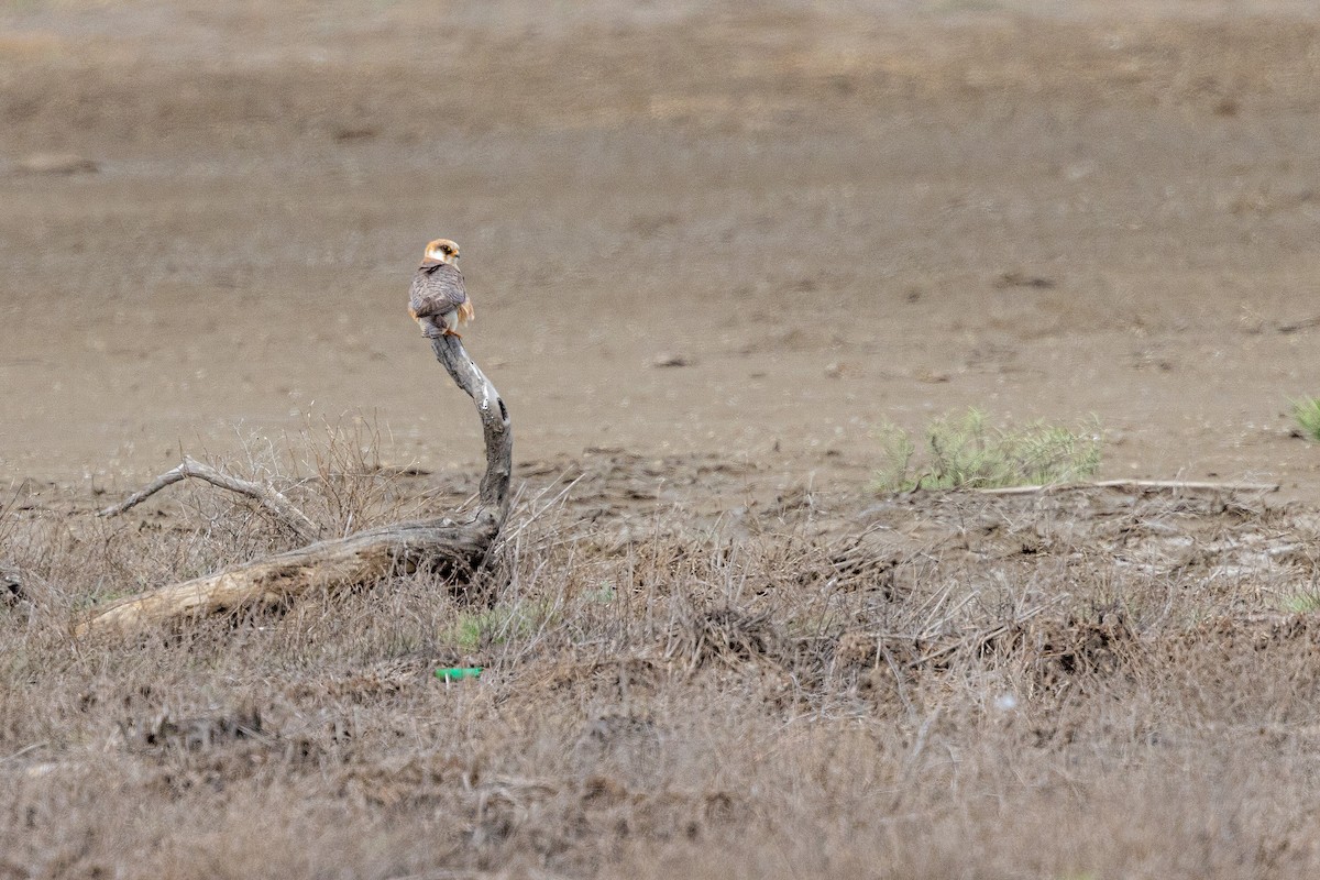 Турамтай шонхор - ML618772608