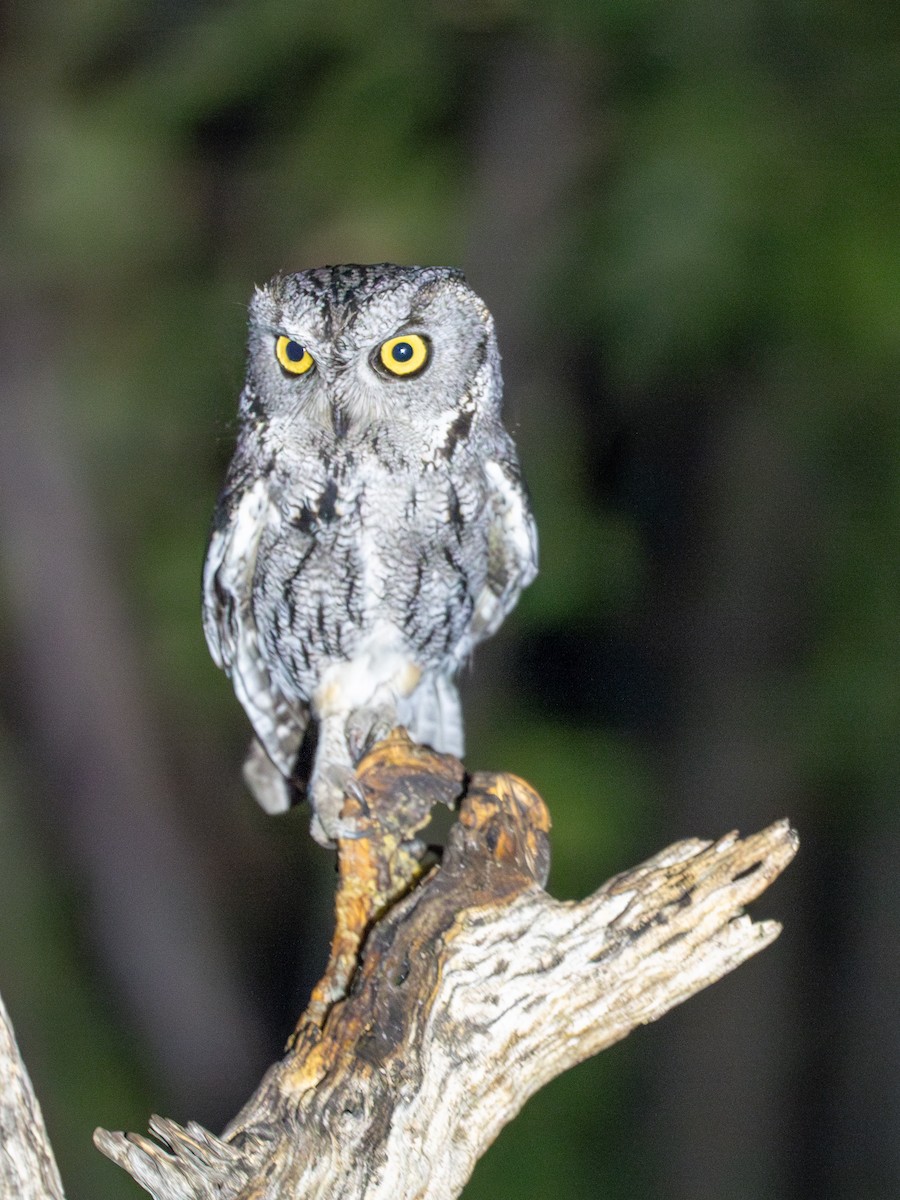 Western Screech-Owl - Ken Ferguson