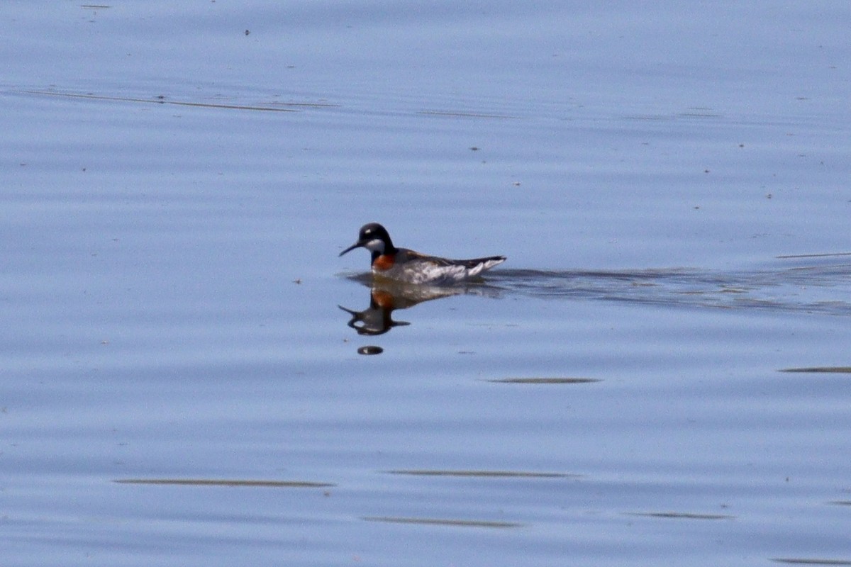 Red-necked Phalarope - ML618772635