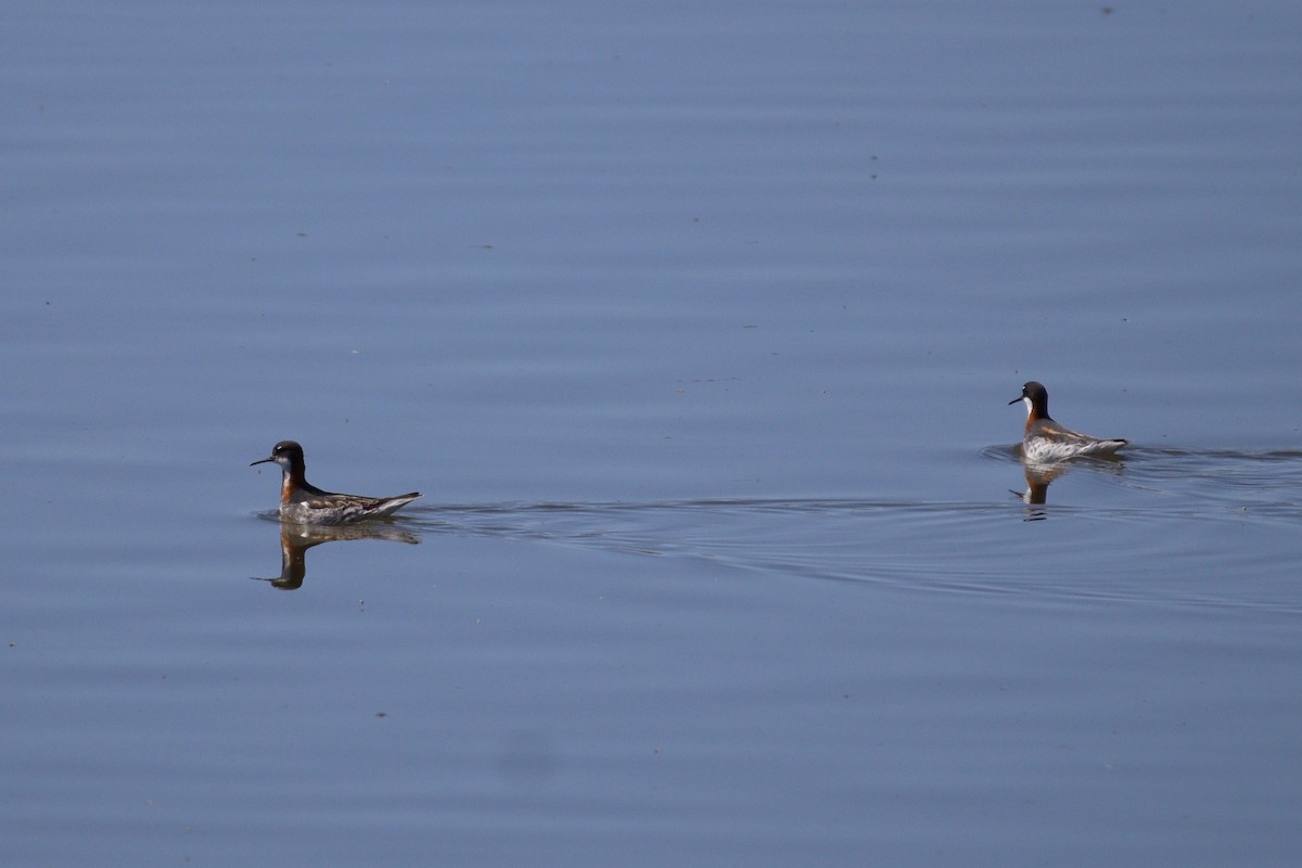 Red-necked Phalarope - ML618772638