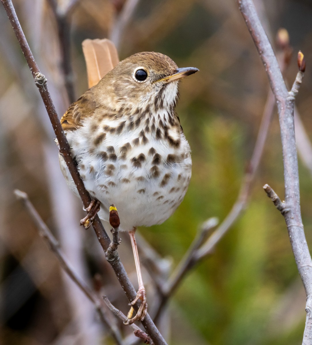 Hermit Thrush - John Alexander