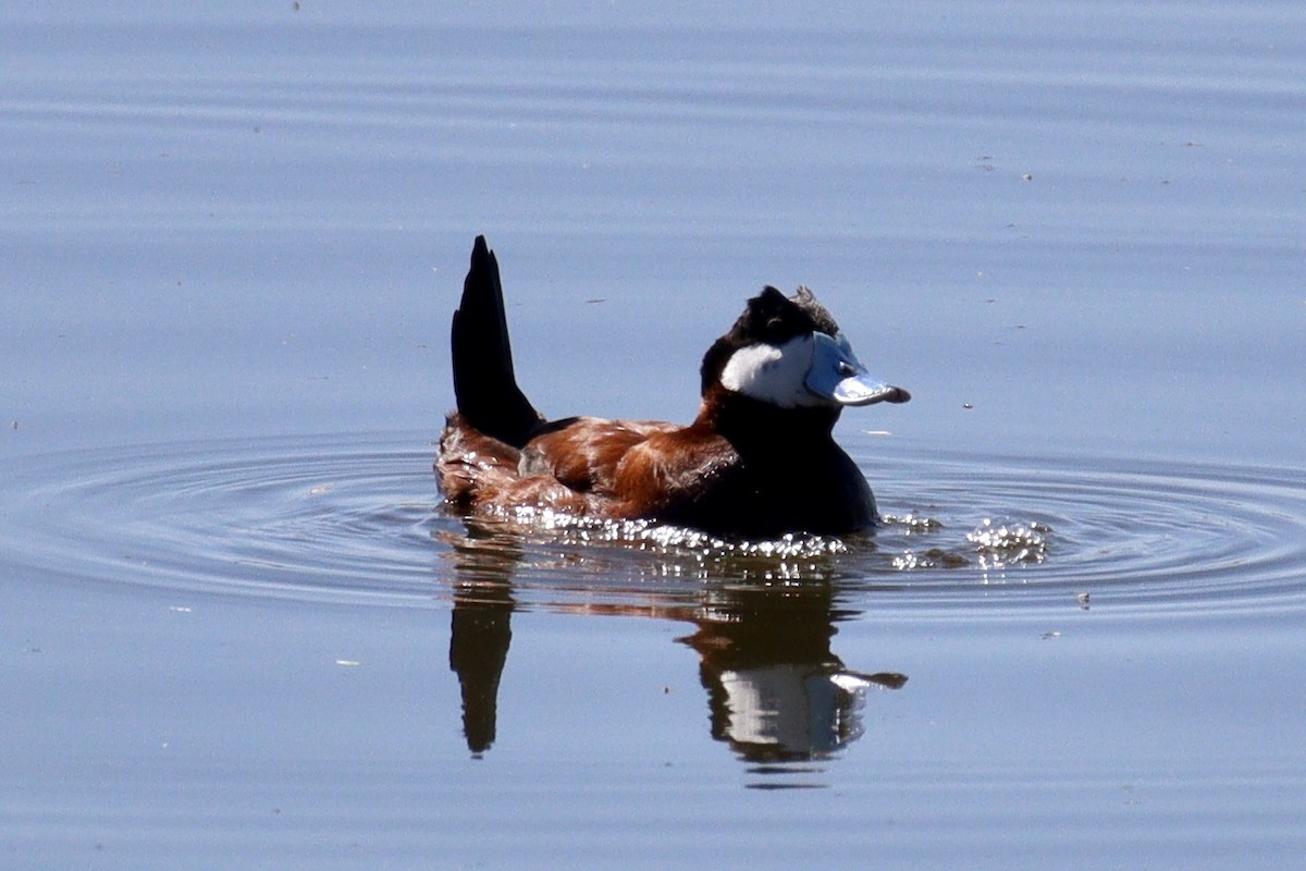 Ruddy Duck - ML618772666