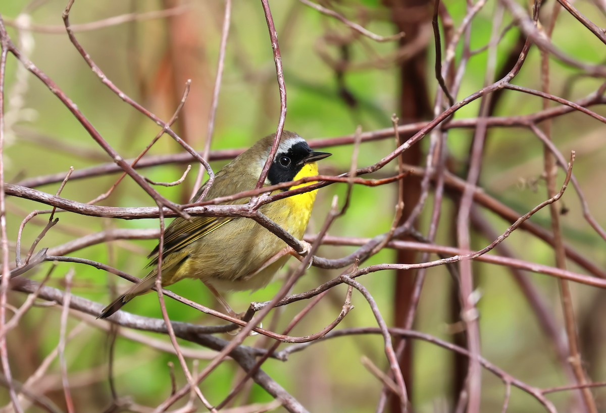 Common Yellowthroat - ML618772682